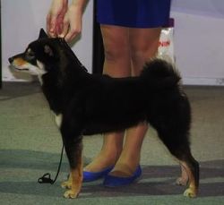 picture of dog
