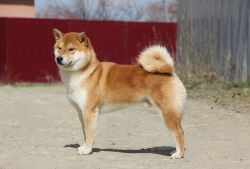 picture of dog
