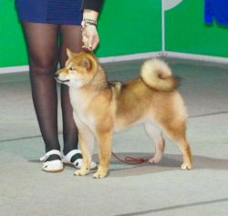picture of dog