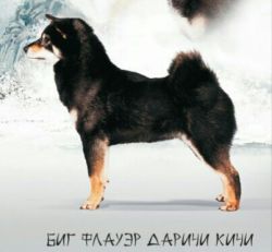 picture of dog