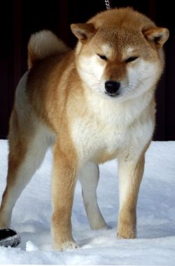 picture of dog