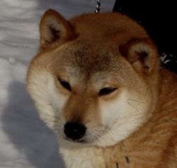 picture of dog