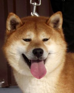 picture of dog