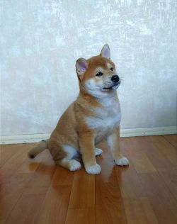 picture of dog