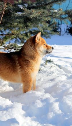 picture of dog