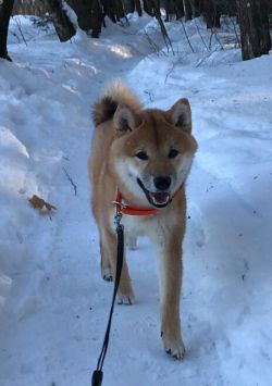 picture of dog