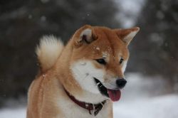 picture of dog