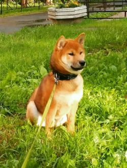 picture of dog