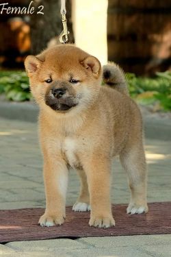 picture of dog