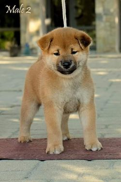 picture of dog