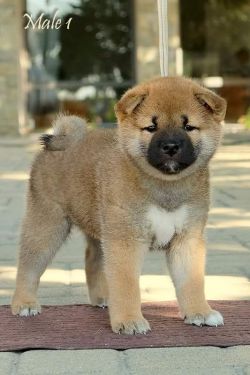 picture of dog