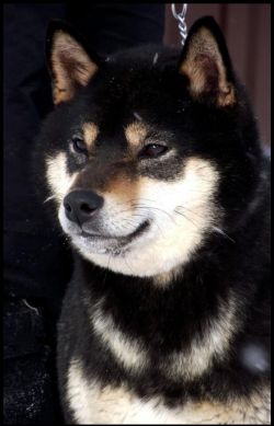 picture of dog