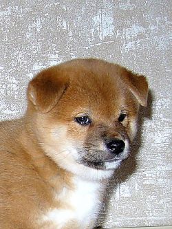 picture of dog