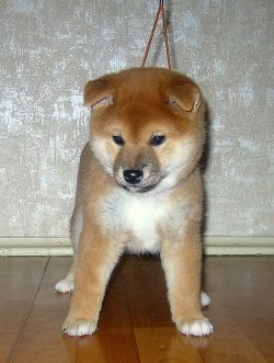 picture of dog
