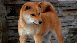 picture of dog
