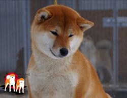 picture of dog