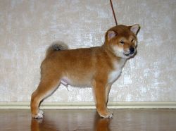 picture of dog