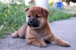 picture of dog