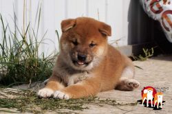 picture of dog