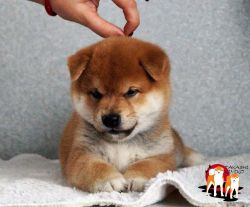 picture of dog