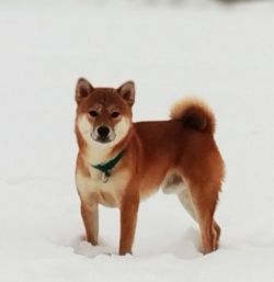 picture of dog