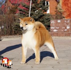picture of dog