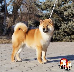picture of dog