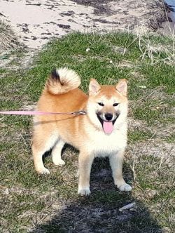 picture of dog