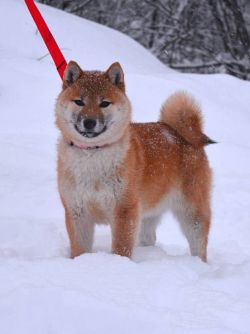 picture of dog