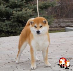 picture of dog