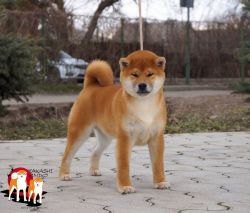 picture of dog