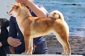 picture of dog