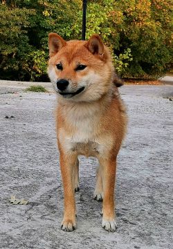 picture of dog