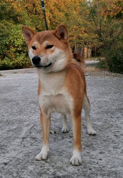 picture of dog