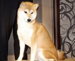 picture of dog
