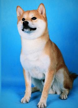 picture of dog
