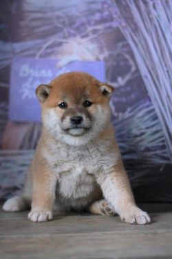picture of dog