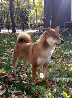 picture of dog