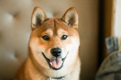 picture of dog