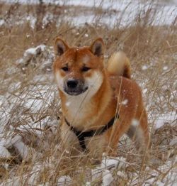 picture of dog