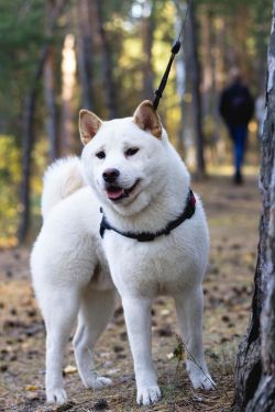 picture of dog