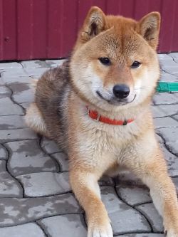 picture of dog