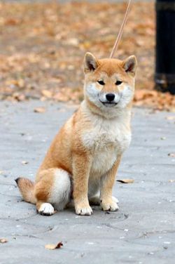 picture of dog