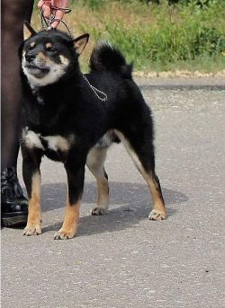 picture of dog