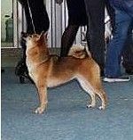 picture of dog