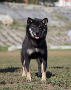 picture of dog