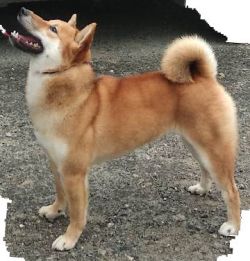 picture of dog