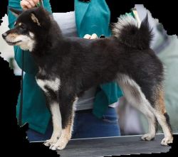 picture of dog