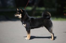 picture of dog