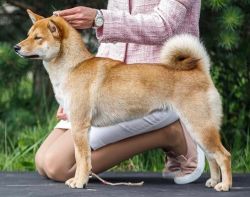 picture of dog